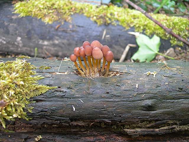 Caresta...penuria e tempi duri.....